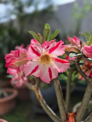 Rosa do deserto, planta, flor.