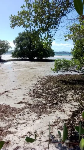 Vende se terreno em ilha de maré Botelho 14.000