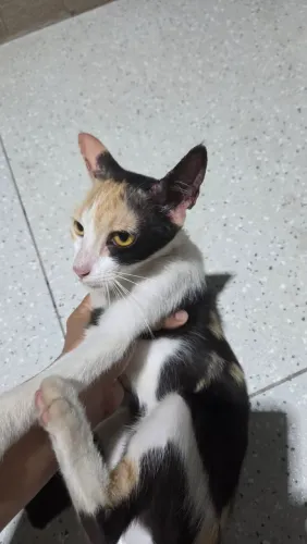 Gatinha