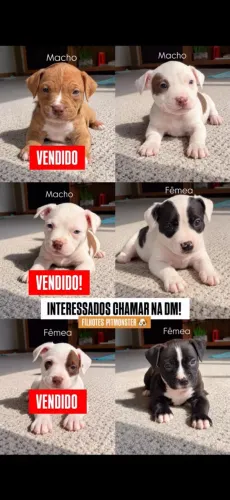 FILHOTES PITMONSTER