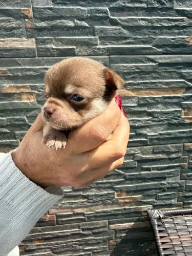 Chihuhaua fêmea pelo curto