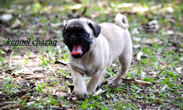 Pug mini sua casa vai ser encher de alegria em campinas