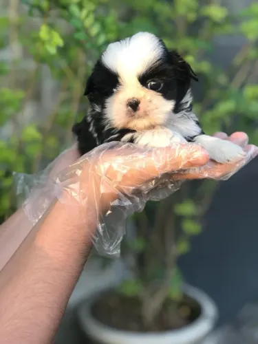 Shih Tzu: Carinho em Forma de Filhote com Garantia