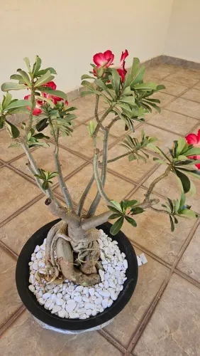 Rosa do deserto adulta