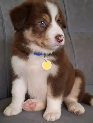 Filhotes de Border Collie @border.collie.br