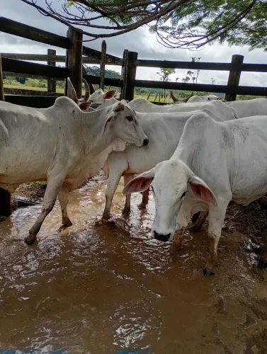 Vacas nelore de ótima qualidade