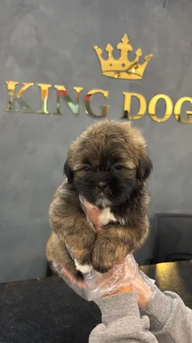 ? Shih Tzu Disponível | Consulte Fotos e Reserve o Seu