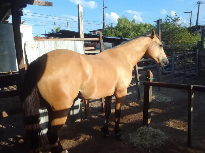 Vendo cavalo ? de esquerda vaquejada .sem papel ,mas bom de trabalho. Preparado