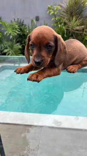 Dachshund