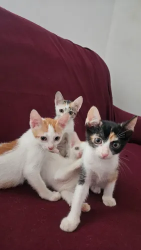 Gatinhos para doação 