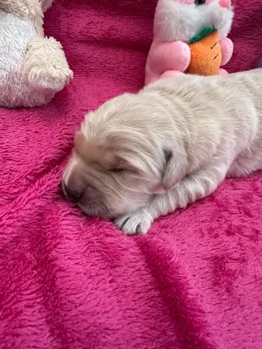 Golden Retriever com Pedigree