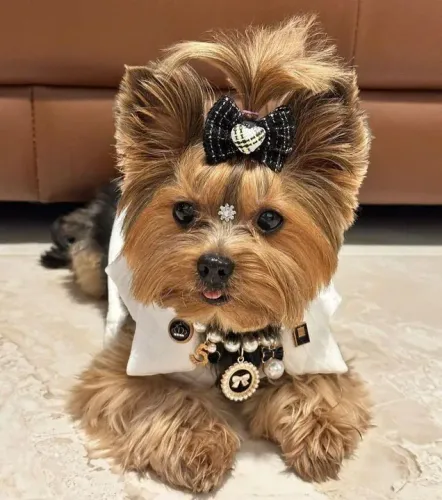 Filhote Yorkshire Terrier ama carinho