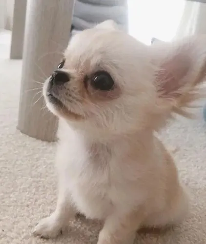 Chihuahua Pelo longo e pelo curto