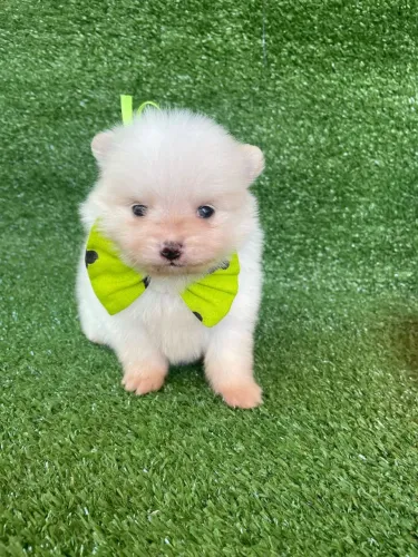 Spitz Alemão Lindo e Charmoso grava verde