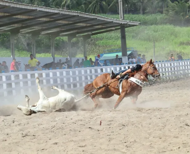Cavalo de Direita PO (Rick toro+Roxão) cavalo de vaquejada 