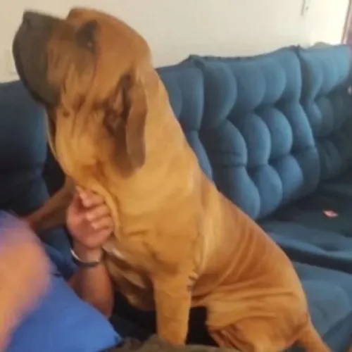 fila brasileiro procura namorada padreador 