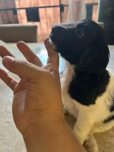 Vendo lindas nenem cocker 5 femeas..