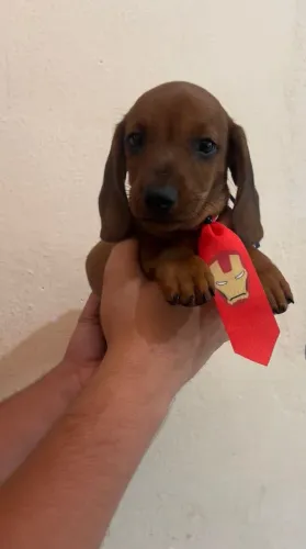 Dachshund Miniatura - Ótima Companhia
