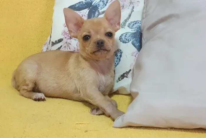 Chihuahua Super Pequenos: Pelo Curto e Longo na cor dourada