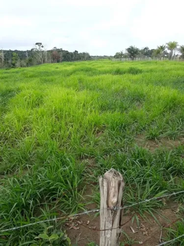 Fazenda à Venda - Santa Cruz Cabrália