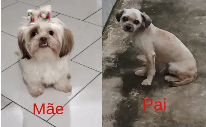 Ninhada de Shih Tzu 2 fêmeas e 1 macho