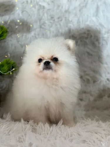  Spitz Alemão Anão creme e branco 