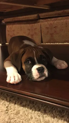 Filhotes De Boxer - Nada Como Um Filhotinho Para Iluminar Seu Dia 
