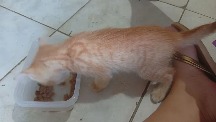 Gato