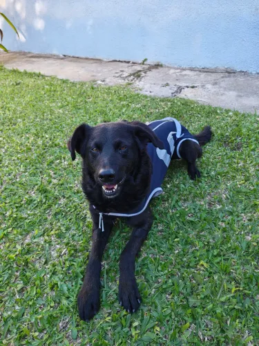Precisa lar urgente