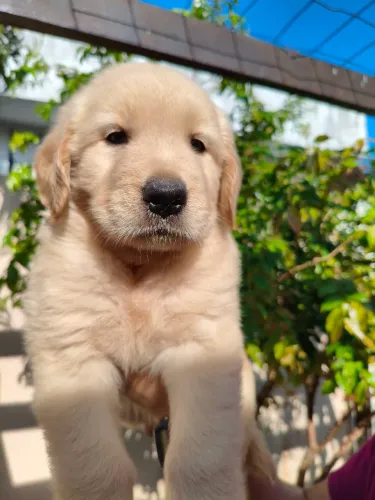 Golden Retriever