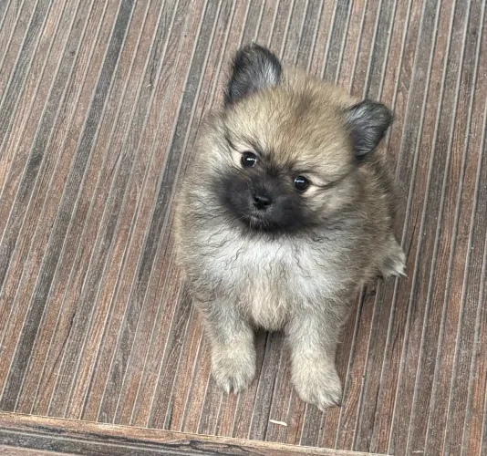 Spitz alemão/ Lulu da pomerânia