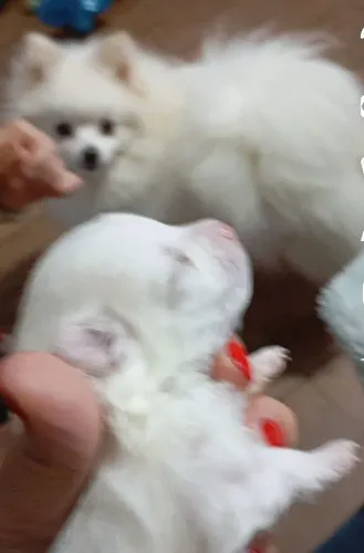 Vendo filhote de Lulu Pomerânia (macho))