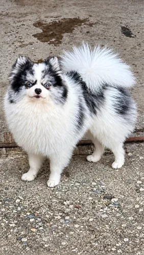 Filhote de Spitz alemão