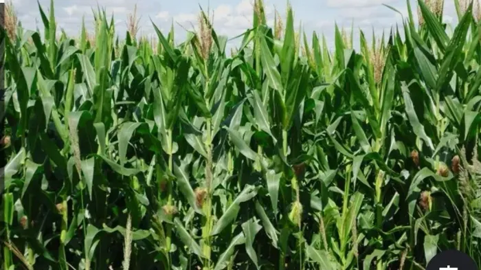 Venda Roça De milho