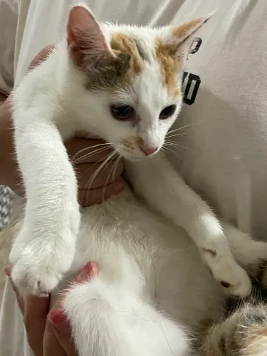 gato para doação, uma fêmea 