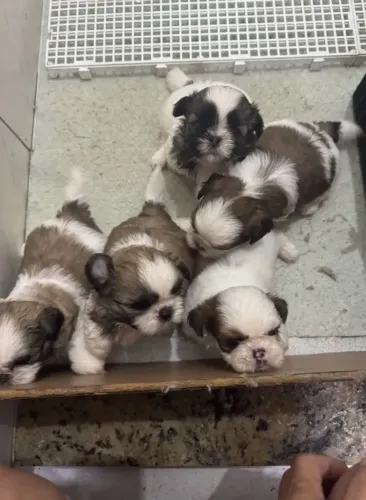 Doa-se Filhote de Shih Tzu