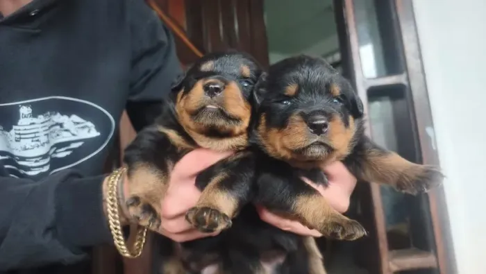 Filhote de rotweiller pais com pedigree 