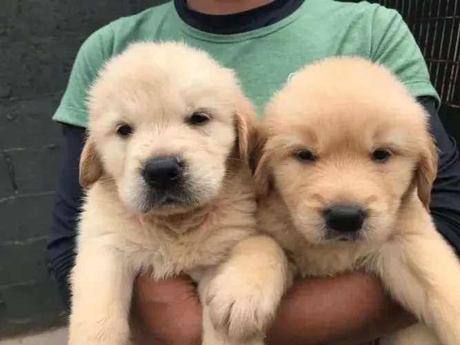 Golden retriever muito docil