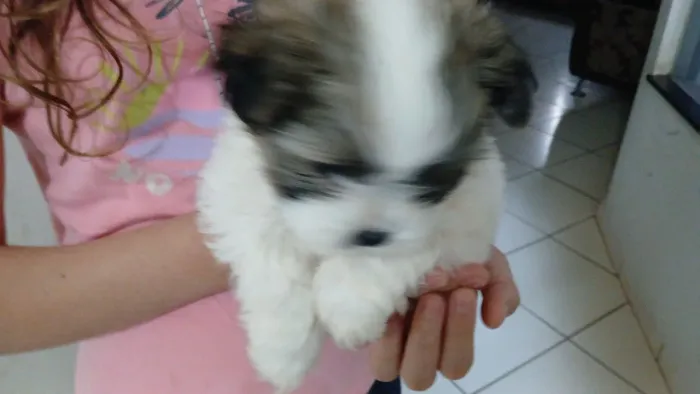 Lhasa apso