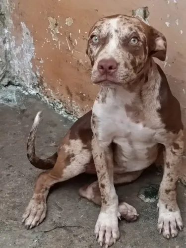 PIT MONSTER FILHOTE