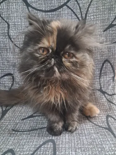 Gata persa padrão show