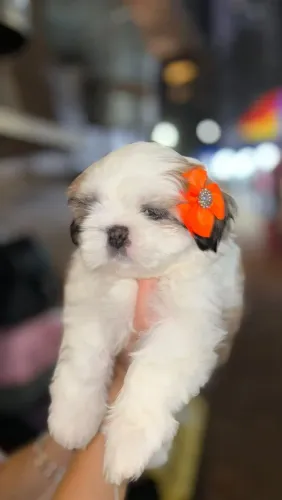 Shih Tzu fêmeas e machos disponíveis pra venda.<br>