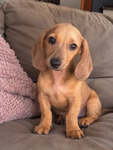 Filhote mini Basset dachshund fêmea