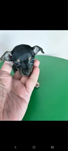 Pinscher