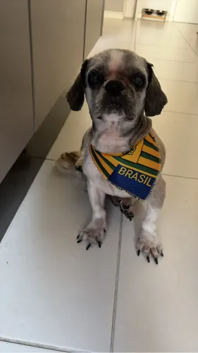 ADOÇÃO RESPONSÁVEL 