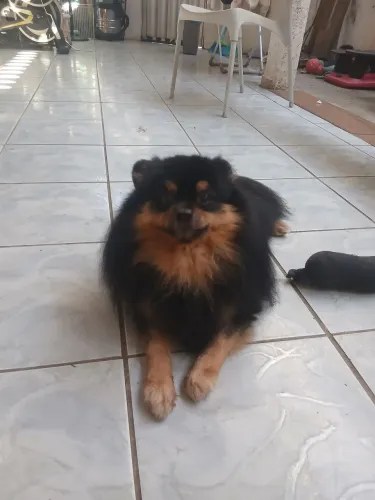 Spitz Alemao reprodutor
