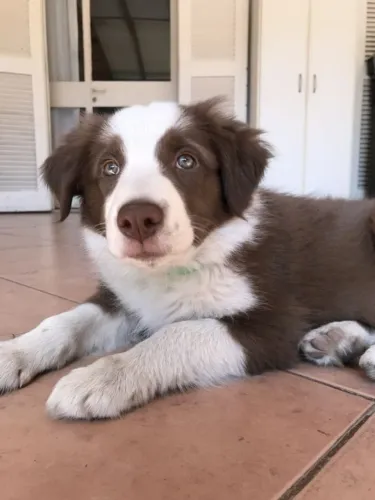 Cãozinho Border Collie olhos azuis e linhagem selecionada