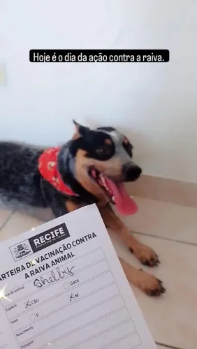 Doação boiadeiro australiano
