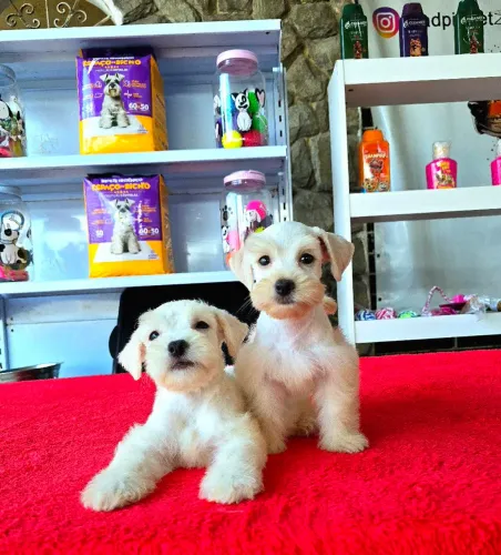 Filhotes de Schanauzer MINIATURA BRANCO com PEDIGREE CBKC