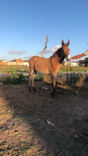 Burrinho filho de jumento pega e égua QM